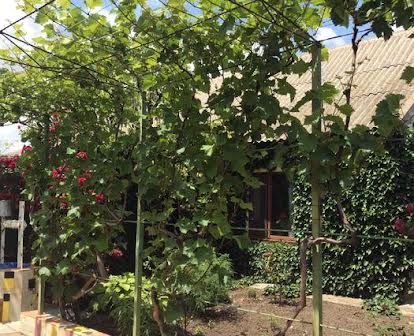 Продам дом с фруктовым садом и виноградником.