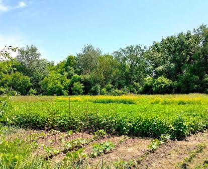 Продам будинок в Київській області, с.Недра (Березань) без %